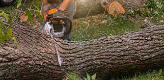 Best Tree Disease Treatment  in Albany, CA
