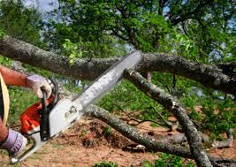 Best Storm Damage Tree Cleanup  in Albany, CA