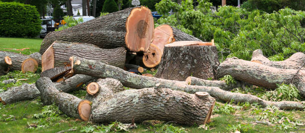 Best Tree Removal  in Albany, CA