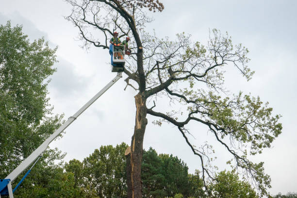 Best Aeration Services  in Albany, CA