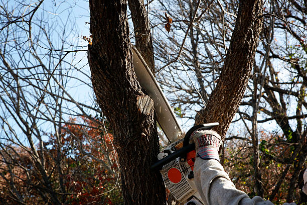 Best Tree Health Inspection  in Albany, CA