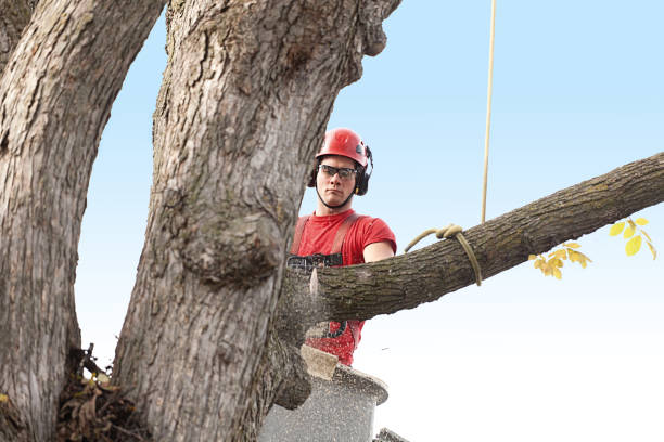 Best Leaf Removal  in Albany, CA